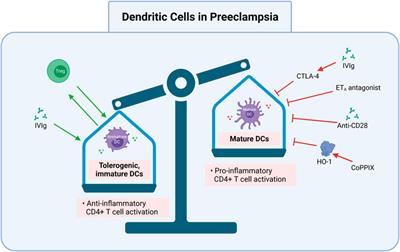 Manipulating CD4+ T Cell Pathways to Prevent Preeclampsia